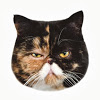 Pudge theCat