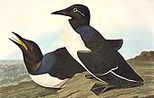 Audubon Images on Stamps