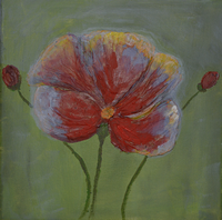 Mohn 20x20