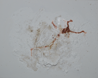 zartbeseitet 35x35