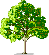 Baum