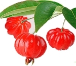 Pitangas