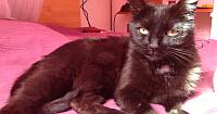 Katze Katze